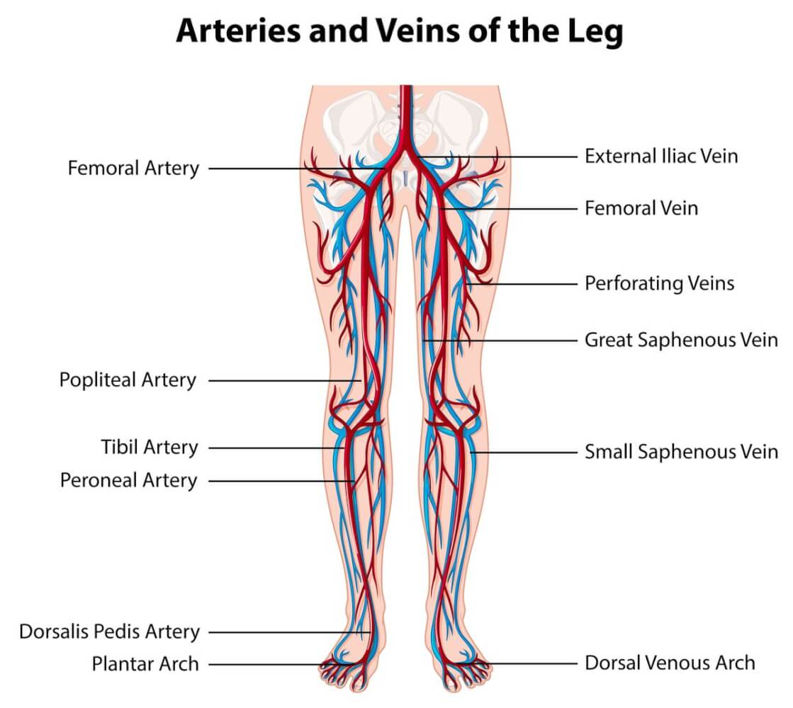 https://nexgen.vfdevserver.com/wp-content/uploads/2023/03/arteries-and-veins-of-the-leg.jpg